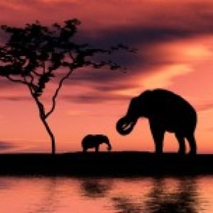 Profile photo of TALESHA JESTER