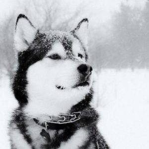 Profile photo of Elkan