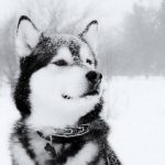 Profile photo of Elkan